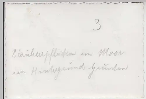 (F7555) Orig. Foto Schweineberg (Ofterschwang), Mädchen beim Blaubeerpflücken, 1