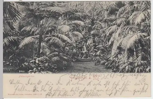 (5223) AK Frankfurt am Main, Palmengarten 1905