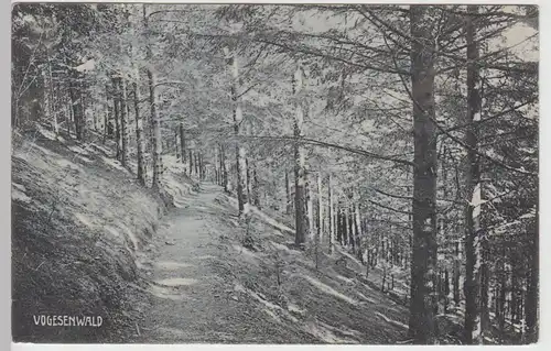 (110834) AK Vogesenwald, Vogesen, les Vosges 1907