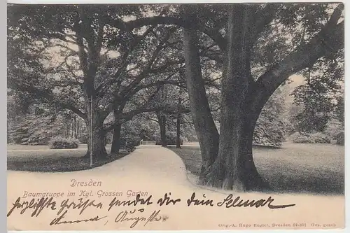 (32708) AK Dresden, Baumgruppe im Kgl. Grossen Garten 1903