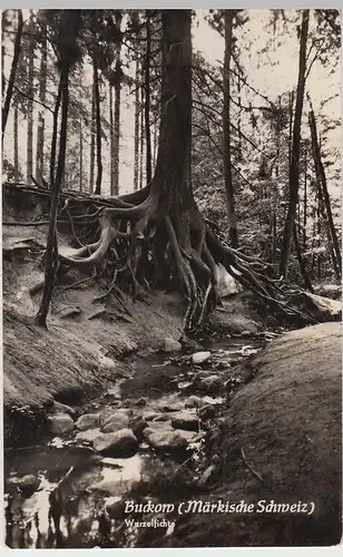 (86457) Foto AK Buckow, Märk. Schweiz, Wurzelfichte 1960