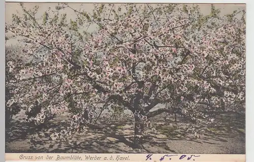 (84708) AK Werder a.d. Havel, Baumblüte, 1905