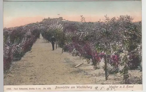 (84707) AK Werder a.d. Havel, Baumblüte am Wachtelberg, 1905