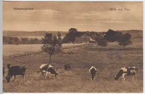 (7766) AK Himmelpfort, Pian, Ortsansicht, Rinder, vor 1945