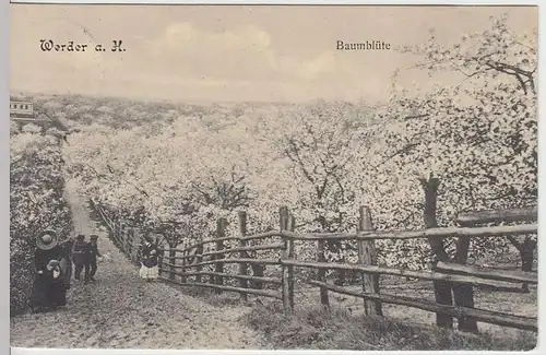 (33531) AK Werder a. H., Baumblüte, 1912