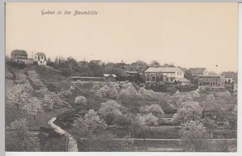 (106434) AK Guben, Ansicht in der Baumblüte, 1910er