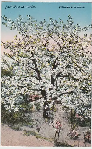 (103745) AK Werder, Havel, Baumblüte, blühende Kirsche, vor 1945