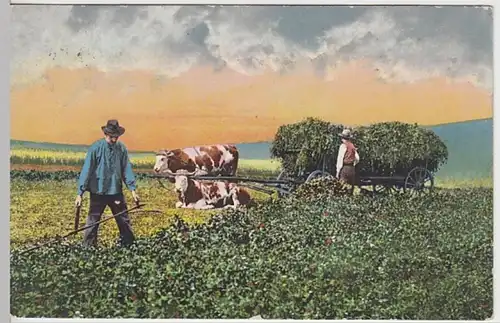 (23299) AK Bauern bei der Kleeernte mit Rindergespann 1916
