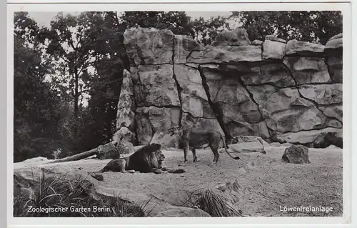 (49661) Foto AK Berlin, Zoologischer Garten, Löwenfreianlage, 1939
