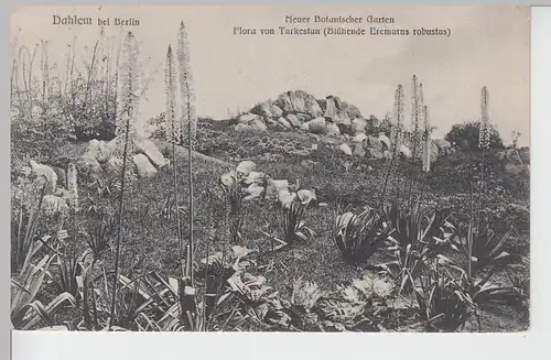 (100402) AK Berlin, Dahlem, Botanischer Garten, Flora von Turkestan 1907