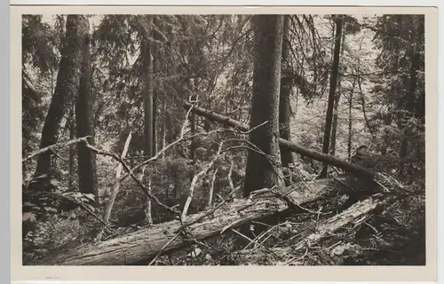 (81821) Foto AK Zwiesel, Höllbachgespreng am Falkenstein, 1931