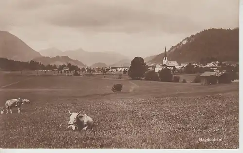 (107800) Foto AK Bayrischzell, weidende Rinder, Blick zum Ort, vor 1945