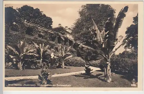 (85014) Foto AK Insel Mainau, Musengarten mit Bananenhain, vor 1945