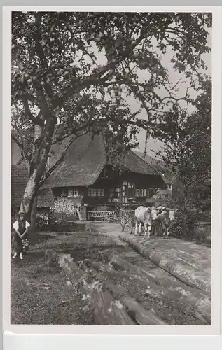 (69828) Foto AK Alter Schwarzwaldhof, Rindergespann, nach 1945
