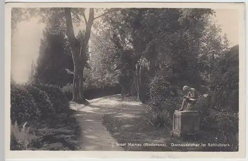 (62266) Foto AK Insel Mainau im Bodensee, Dornauszieher im Schlosspark vor 1945