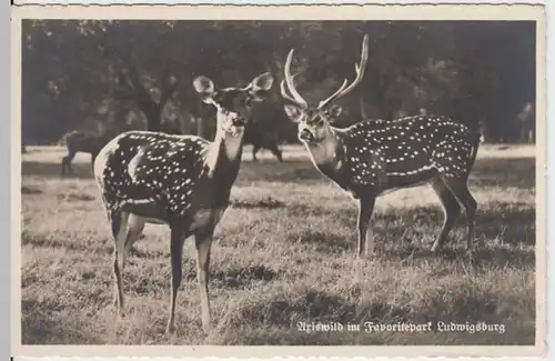 (5793) Foto AK Ludwigsburg, Axiswild, Favoritepark, vor 1945