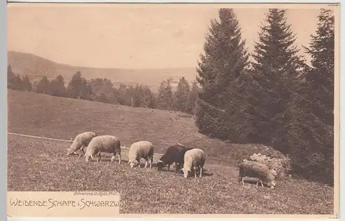 (108713) AK Schwarzwald, weidende Schafe, Schwarzwaldidyll, vor 1945