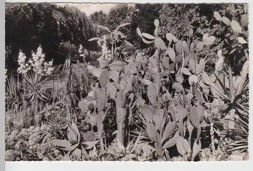 (100415) Foto AK Überlingen, Bodensee, Stadtgarten, Kakteen, nach 1945