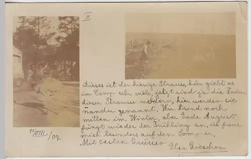 (45264) Foto AK Strauße in einem Camp in Uruguay, Mehrbildkarte 1907