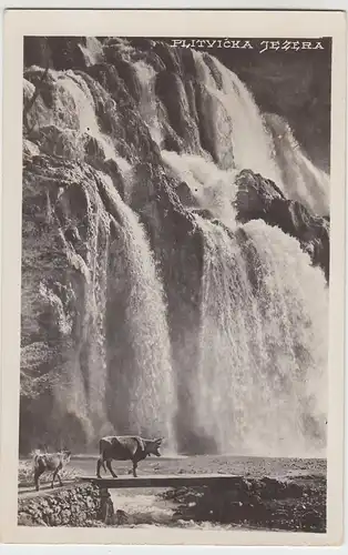 (98794) AK Plitvička Jezera, Kuh mit Kalb vor Wasserfall 1938