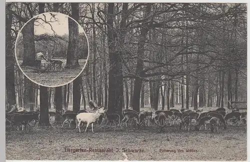 (90064) AK Hannover Kirchrode, Tiergarten, Fütterung d. Wildes, 1910