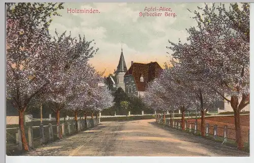 (87931) AK Holzminden, Apfel-Allee, Sylbecker Berg, 1910
