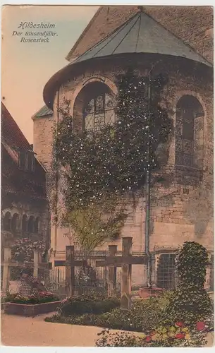 (87271) AK Hildesheim, 1000-jähriger Rosenstock, 1908