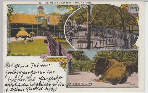 (85599) AK Chicago, Animals at Lincoln Park, um 1927