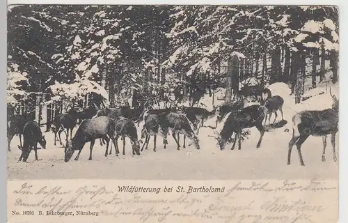 (84962) AK Wildfütterung bei St. Bartholomä 1905