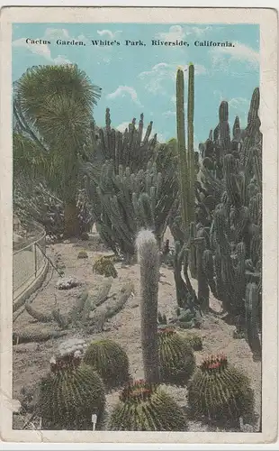 (81088) AK California, Cactus Garden, White's Park, Riverside 1932