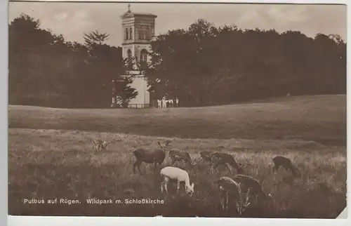 (78639) AK Putbus, Rügen, Wildpark, Schlosskirche 1928