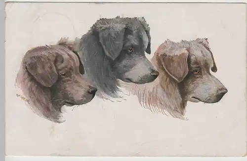(72180) Künstler AK Jos. Haber, Hundeporträt, drei Köpfe 1918
