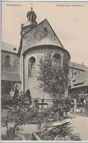 (69758) AK Hildesheim, Dom, tausendjähriger Rosenstock, um 1912