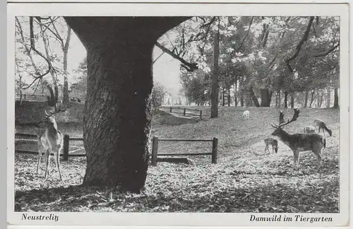 (65104) AK Neustrelitz, Damwild im Tiergarten 1940