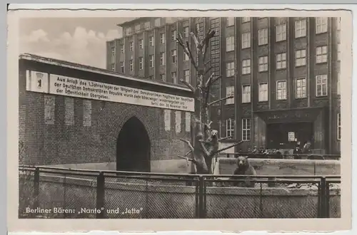 (64432) Foto AK Berlin, Bären Nante, Jette, Haus am Köllnischen Park 1950