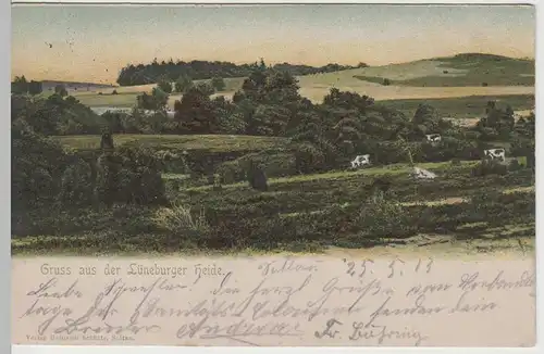 (63789) AK Gruß aus d. Lüneburger Heide, Rinder, bis um 1905, gelauf. 1913