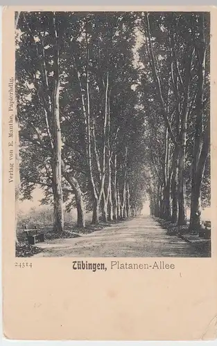 (62419) AK Tübingen, Platanen-Allee, vor 1905