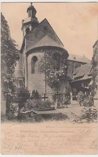 (54366) AK Hildesheim, Tausendjähriger Rosenstock 1903