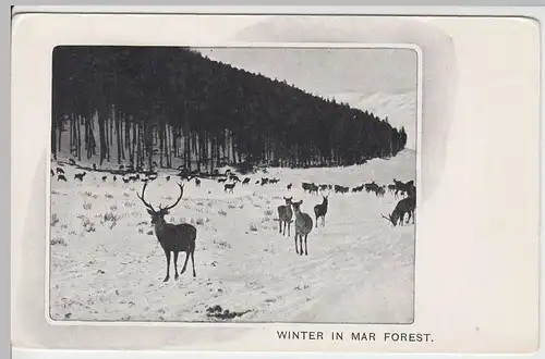 (58559) AK Winter in Mar Forest, vor 1945