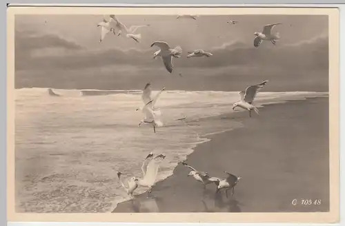 (57930) Foto AK Nordseebad Kampen, Sylt, Möwen am Strand 1939