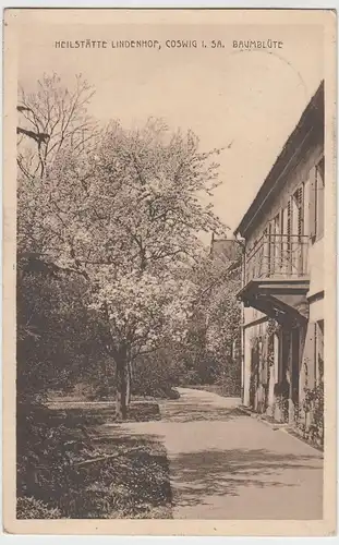 (56315) AK Coswig, Heilstätte Lindenhof, Baumblüte, 1927