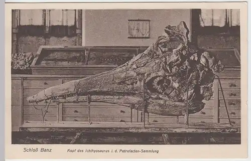 (56242) AK Kloster Banz, Kopf d. Ichtyosaurus, Petrefacten-Sammlung vor 1945