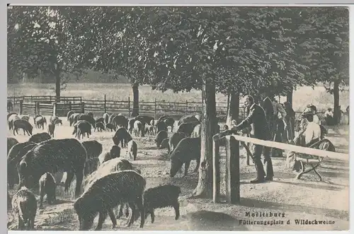 (55457) AK Moritzburg, Fütterungsplatz der Wildschweine, vor 1945