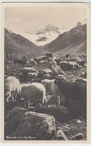 (53427) Foto AK Piz Buin, Schafe auf der Alm, 1927