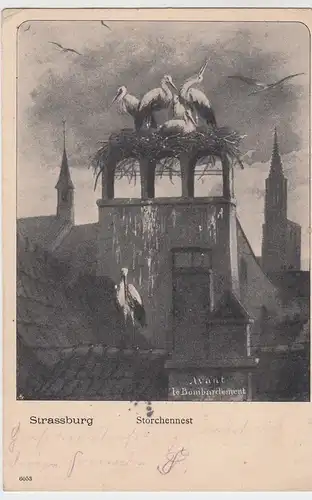 (50436) AK Strasbourg, Straßburg, Storchennest, 1903