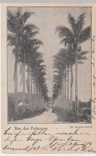(50429) AK Brasilien, Palmenstraße, vor 1905 (gel. 1912)