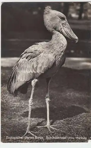 (48408) Foto AK Berlin, Zoologischer Garten, Schuhschnabel 1938