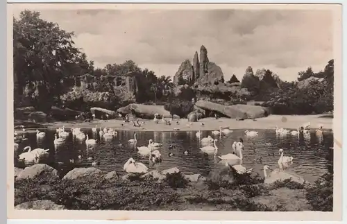 (47713) Foto AK Hamburg-Stellingen, Tierpark Hagenbeck, Schwäne 1943