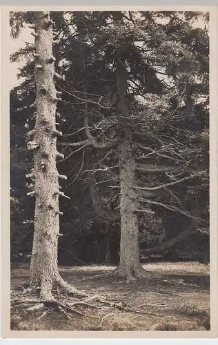 (46369) Foto AK Lüneburger Heide, Urwüchsige Bäume a.d. Wietzer Berg, 1934