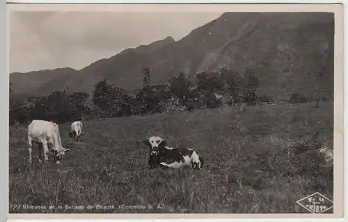 (43813) Foto AK Sabana de Bogota, Kolumbien, Jungrinder 1930er